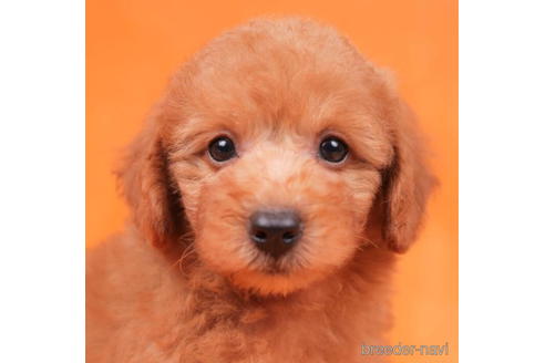 成約済の千葉県のトイプードル-198191の2枚目